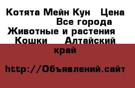 Котята Мейн Кун › Цена ­ 15 000 - Все города Животные и растения » Кошки   . Алтайский край